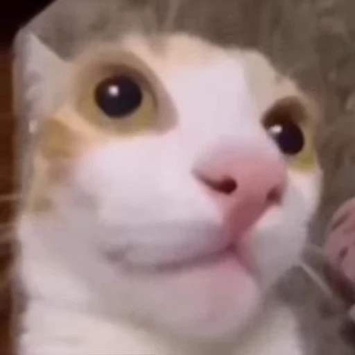 😳 Стикер «Cats memes» для Telegram