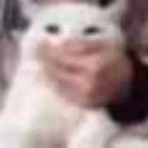 🫢 Стикер «Cats memes» для Telegram