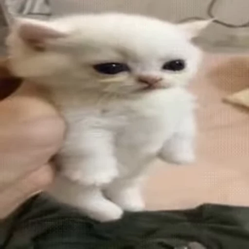 😐 Стикер «Cats memes» для Telegram