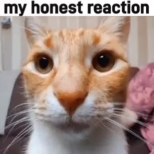 😳 Стикер «Cats memes» для Telegram