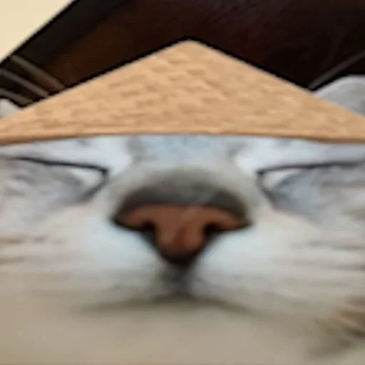 😏 Стикер «Cats memes» для Telegram