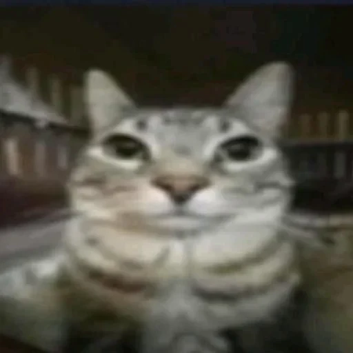 😶 Стикер «Cats memes» для Telegram
