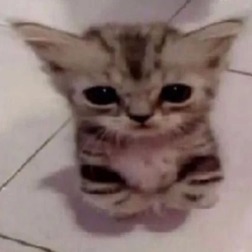 🥺 Стикер «Cats memes» для Telegram