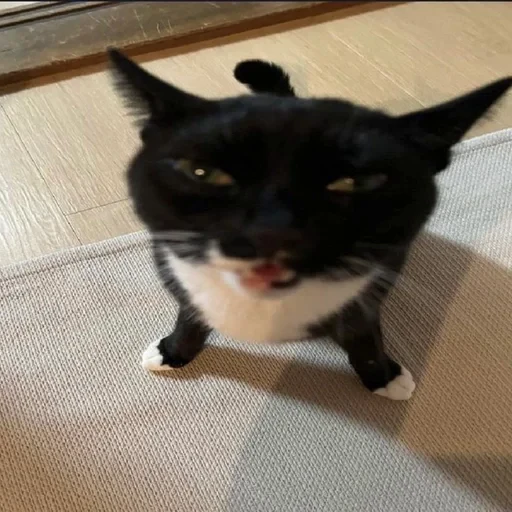 🤯 Стикер «Cats memes» для Telegram