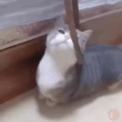 🫠 Стикер «Cats memes» для Telegram