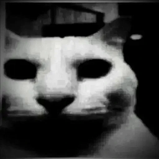 😐 Стикер «Cats memes» для Telegram