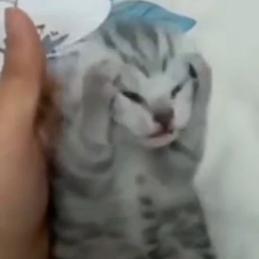 😭 Стикер «Cats memes» для Telegram
