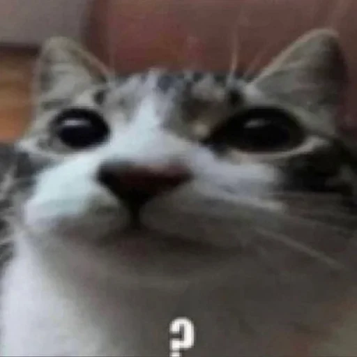 😐 Стикер «Cats memes» для Telegram