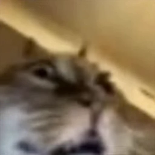 🤯 Стикер «Cats memes» для Telegram