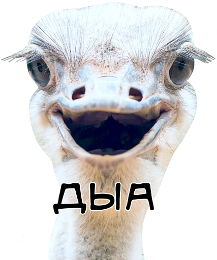 Стикерпак bird memes для Telegram