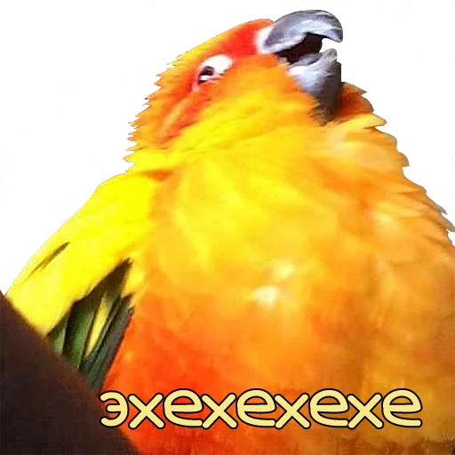 😁 Стикер «bird memes» для Telegram