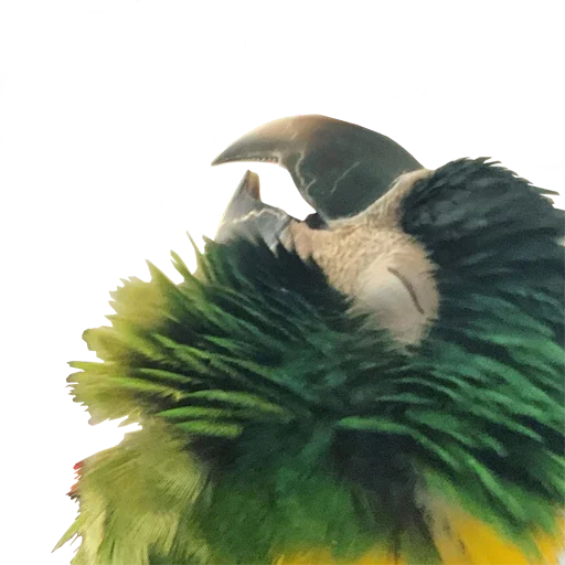 ☺️ Стикер «bird memes» для Telegram