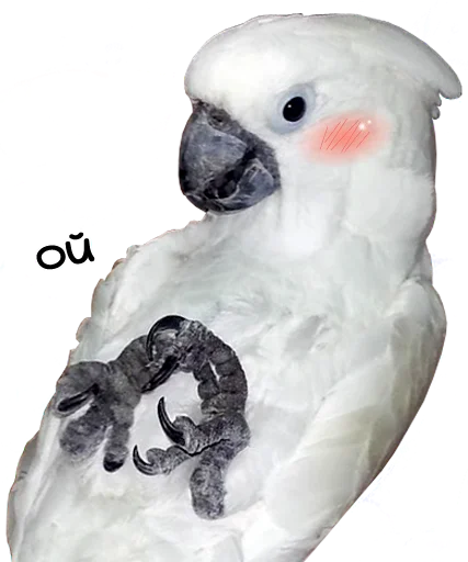 😅 Стикер «bird memes» для Telegram