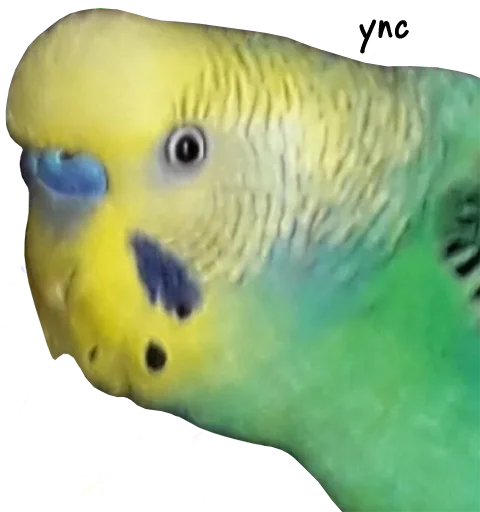 😅 Стикер «bird memes» для Telegram