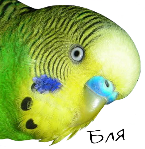 😰 Стикер «bird memes» для Telegram