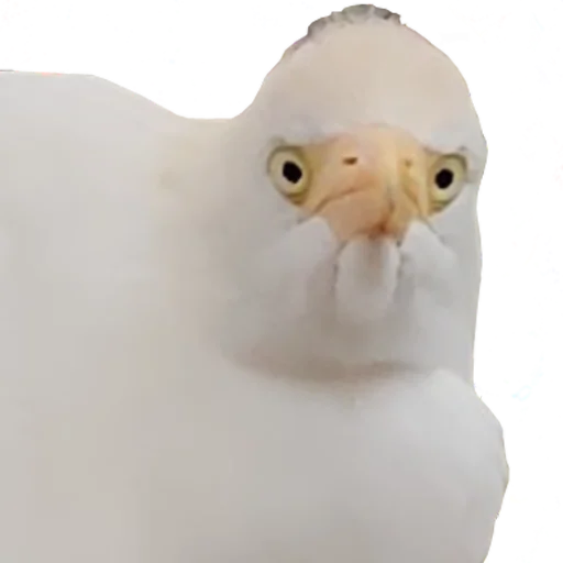 😕 Стикер «bird memes» для Telegram