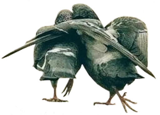 😚 Стикер «bird memes» для Telegram