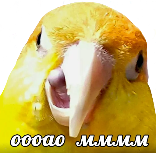 😋 Стикер «bird memes» для Telegram
