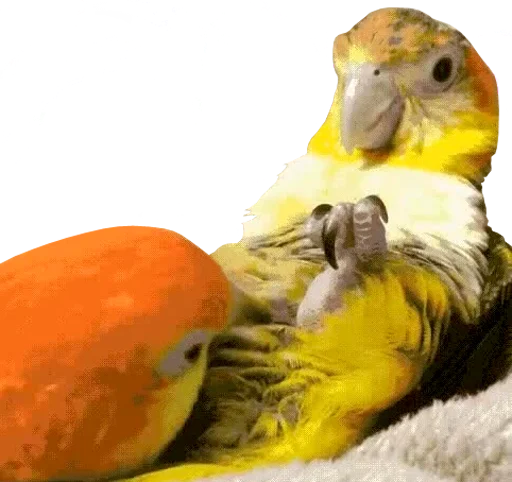 😌 Стикер «bird memes» для Telegram