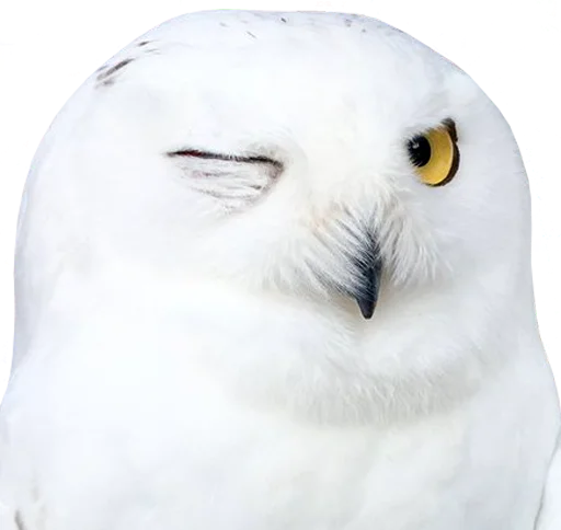 😉 Стикер «bird memes» для Telegram