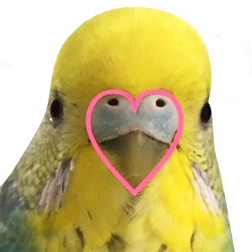 🥰 Стикер «bird memes» для Telegram