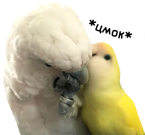 😘 Стикер «bird memes» для Telegram