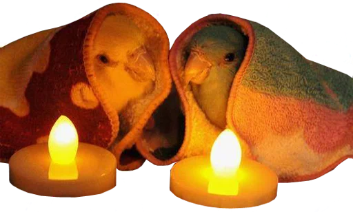 🥰 Стикер «bird memes» для Telegram