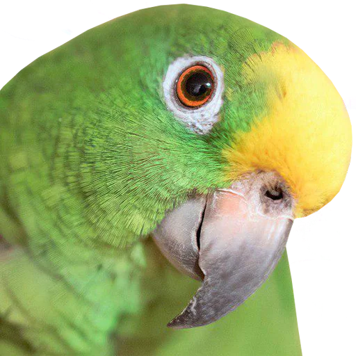 🥺 Стикер «bird memes» для Telegram