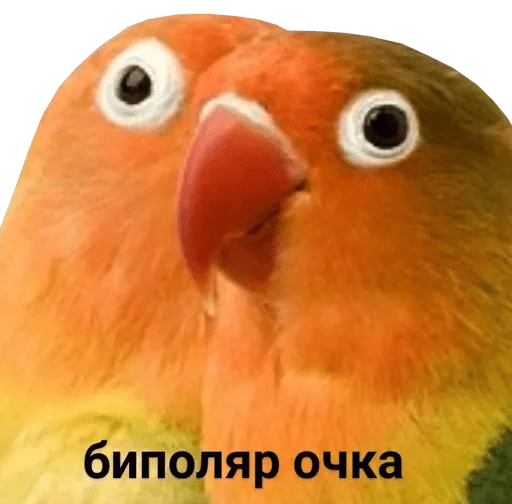 😳 Стикер «bird memes» для Telegram
