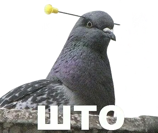 🤨 Стикер «bird memes» для Telegram