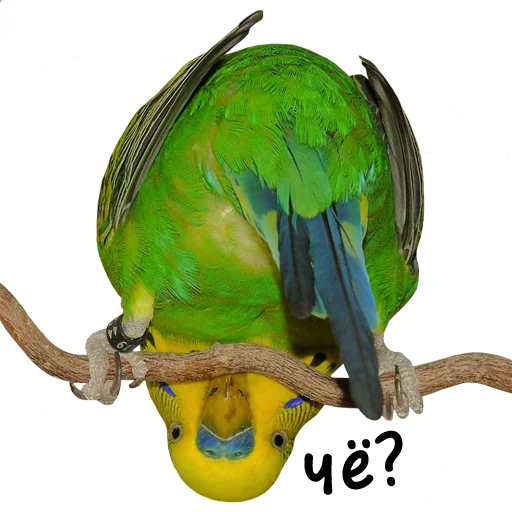 🤨 Стикер «bird memes» для Telegram