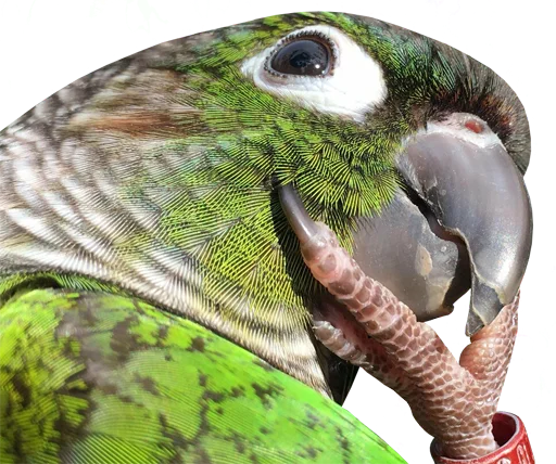 🤔 Стикер «bird memes» для Telegram
