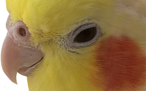 😏 Стикер «bird memes» для Telegram
