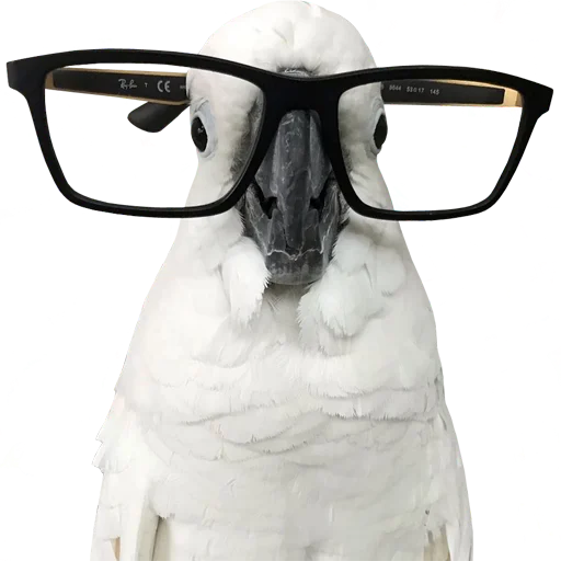 🤓 Стикер «bird memes» для Telegram