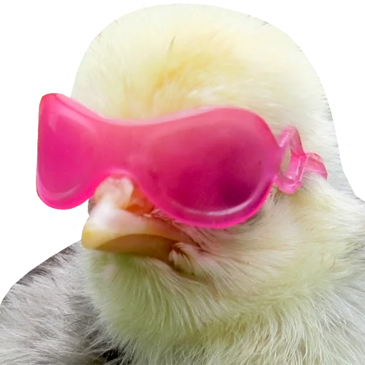 😎 Стикер «bird memes» для Telegram