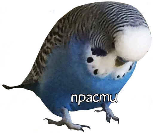 😔 Стикер «bird memes» для Telegram