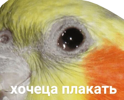 😢 Стикер «bird memes» для Telegram