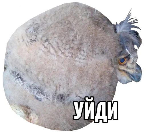 ☹️ Стикер «bird memes» для Telegram