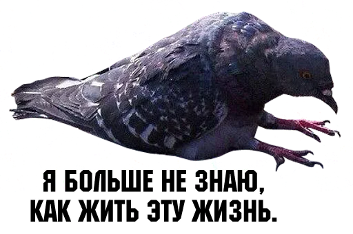 😩 Стикер «bird memes» для Telegram