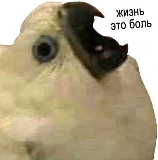 😫 Стикер «bird memes» для Telegram
