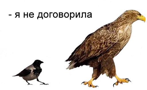 😠 Стикер «bird memes» для Telegram