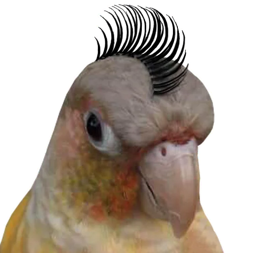 😇 Стикер «bird memes» для Telegram