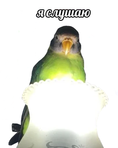 🧐 Стикер «bird memes» для Telegram