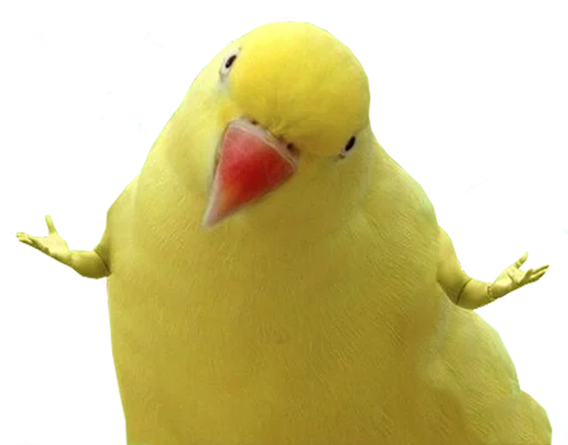 🤷‍♀️ Стикер «bird memes» для Telegram