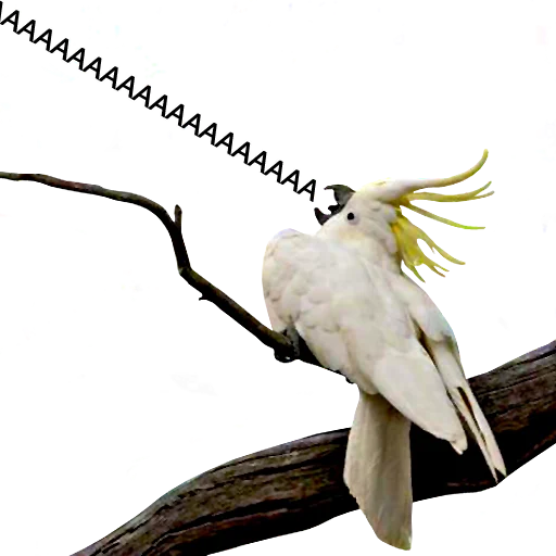 🤬 Стикер «bird memes» для Telegram