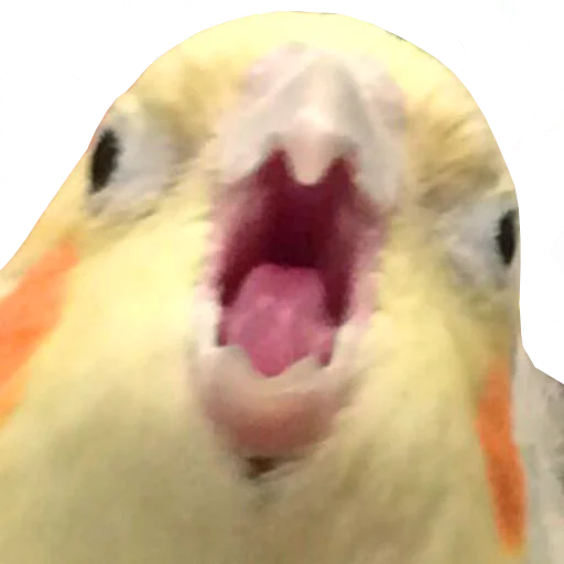 🤬 Стикер «bird memes» для Telegram