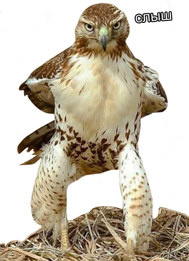 😠 Стикер «bird memes» для Telegram