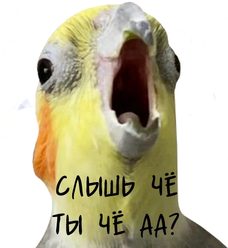 🤬 Стикер «bird memes» для Telegram