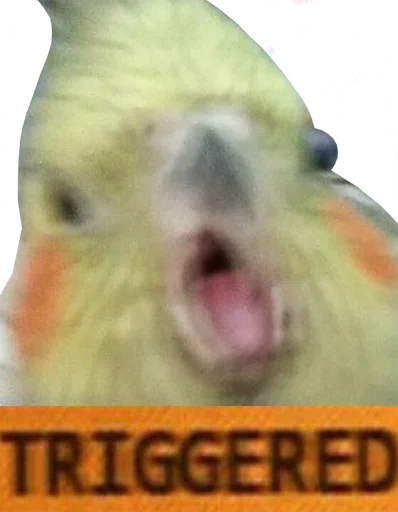 😡 Стикер «bird memes» для Telegram