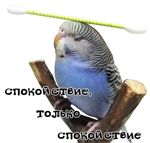 😤 Стикер «bird memes» для Telegram